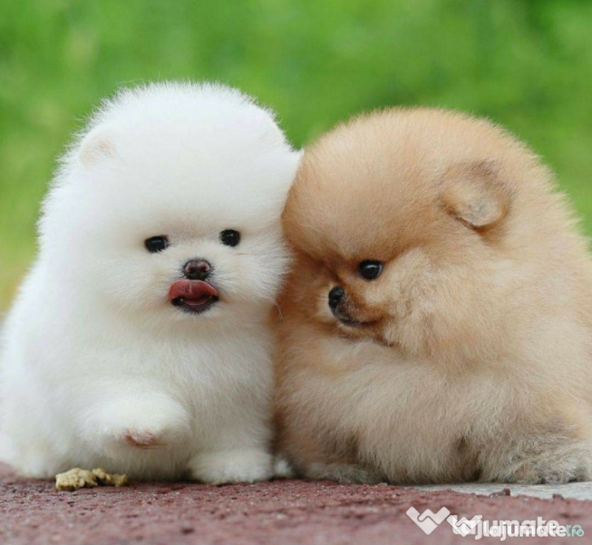 Pomeranian Puppy asigur transport oriunde mini de buzunar