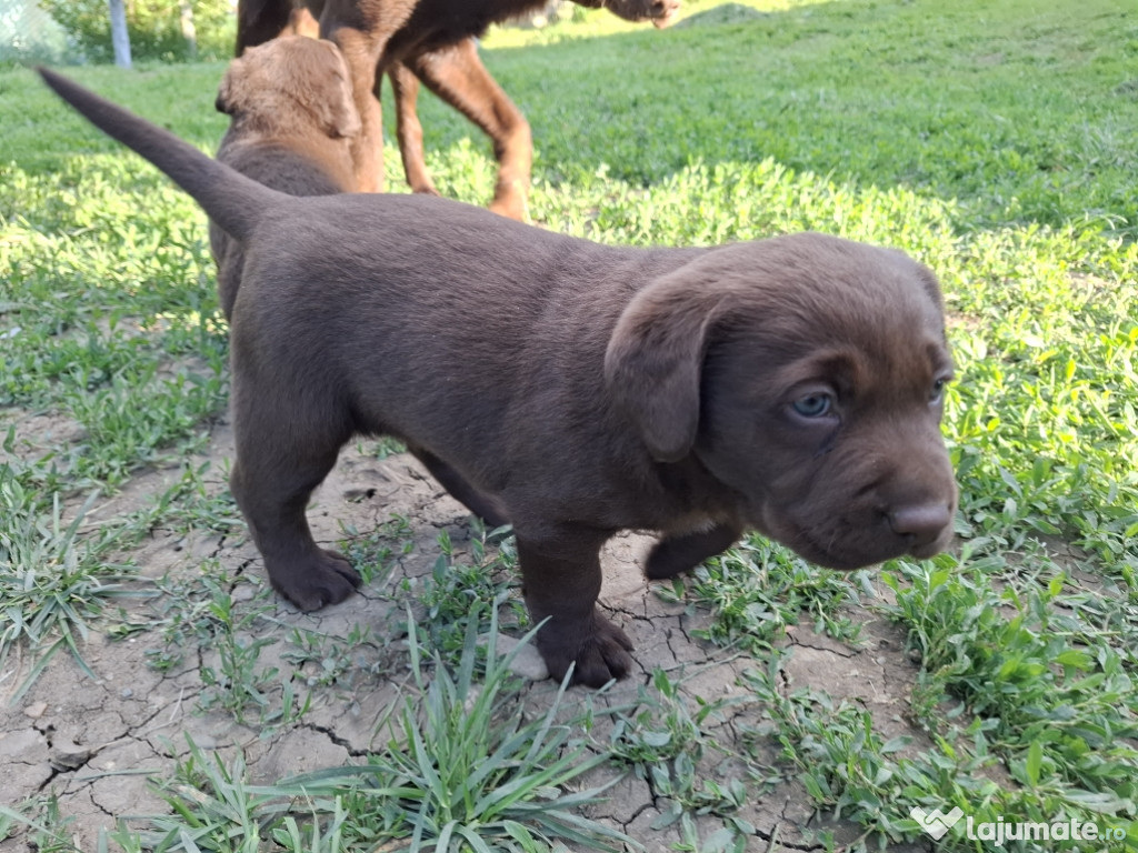 Pui labrador retriever