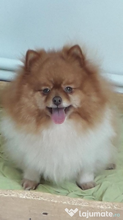 Femela deosebita de pomeranian,