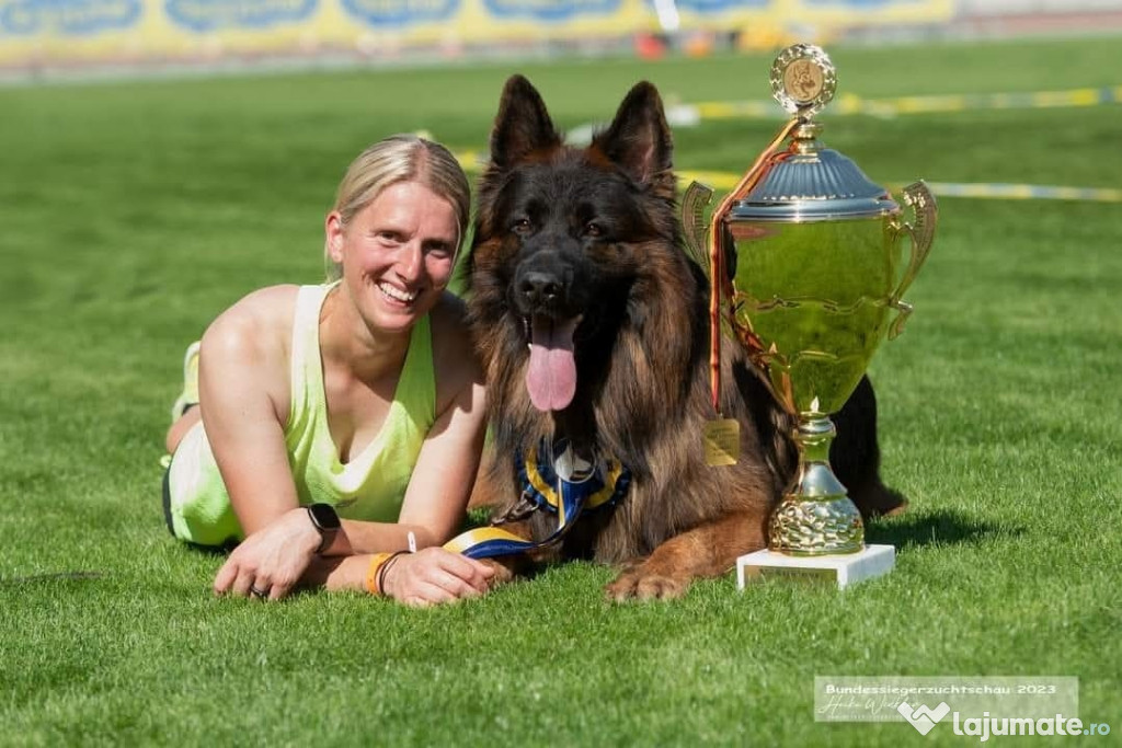 Femela Ciobanesc German