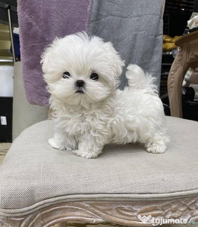 Bichon maltez mini toy