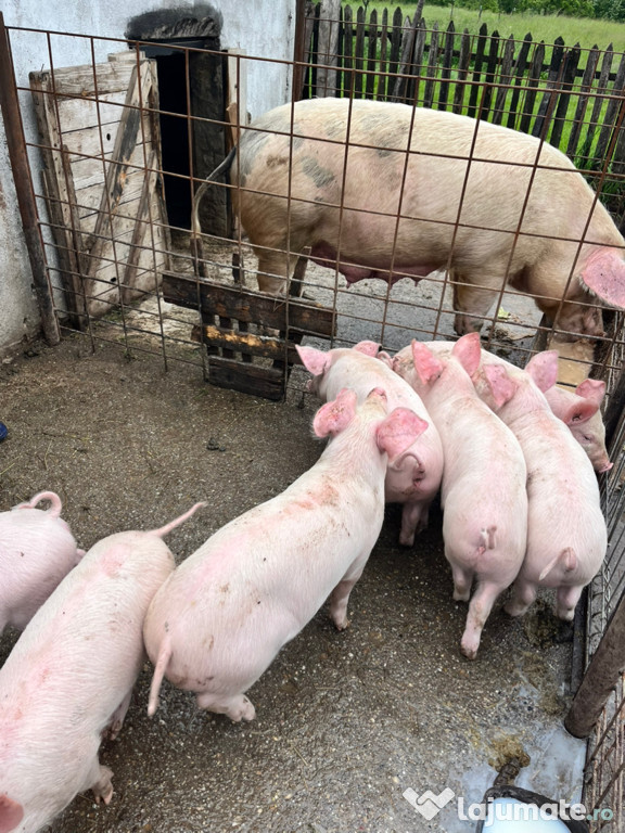 Vând purcei de două luni crescuți în gospodărie