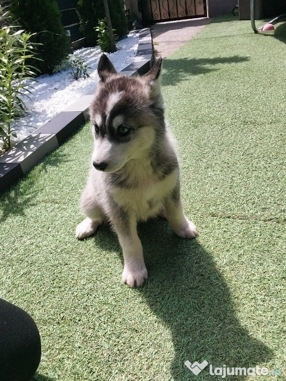 Căței Husky Siberian