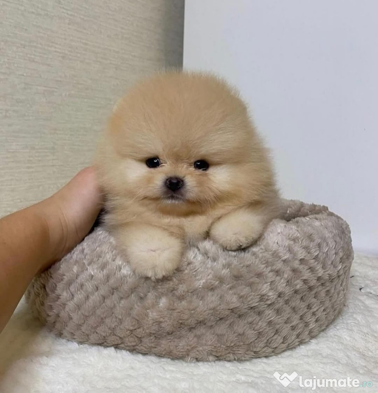 Pomeranian mini ursuleț