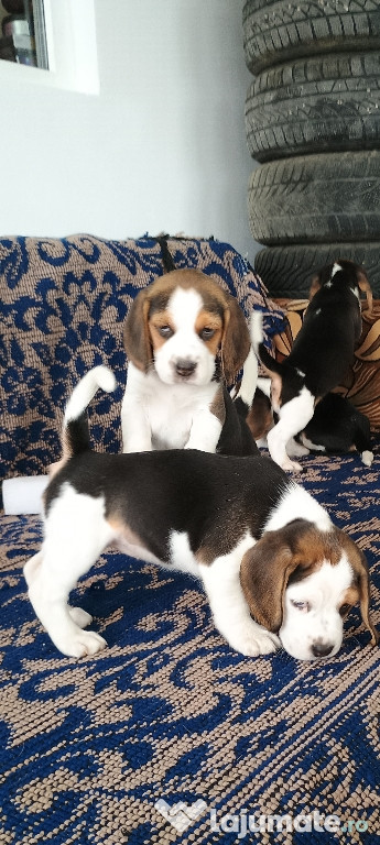 Vând Beagle Tricolor