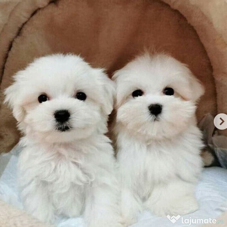 Doi căței maltezi Teacup au nevoie de o familie nouă