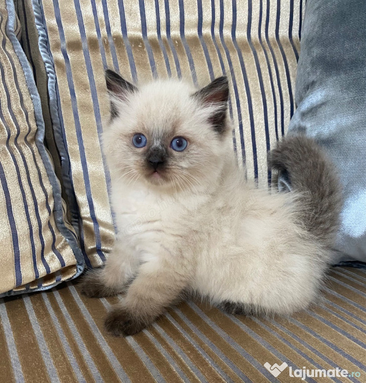 Pisicuțe Ragdoll Crescute Manual