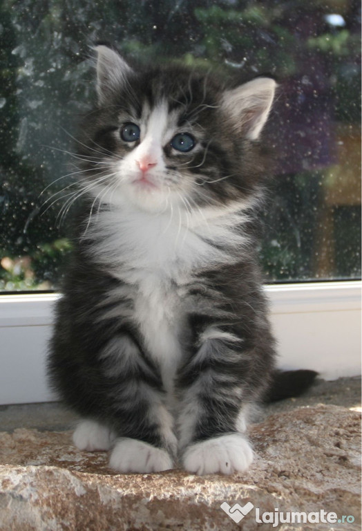 Maine Coon deosebiți