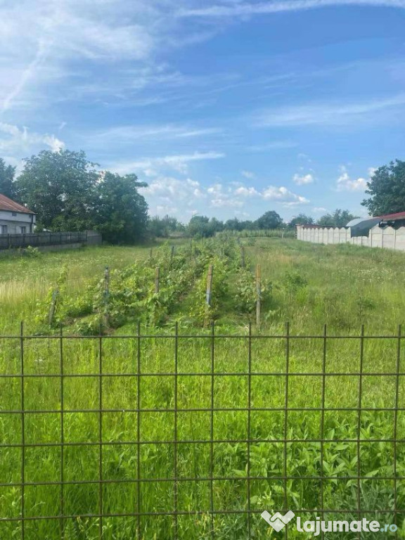 Teren intravilan Cârcea 2500mp
