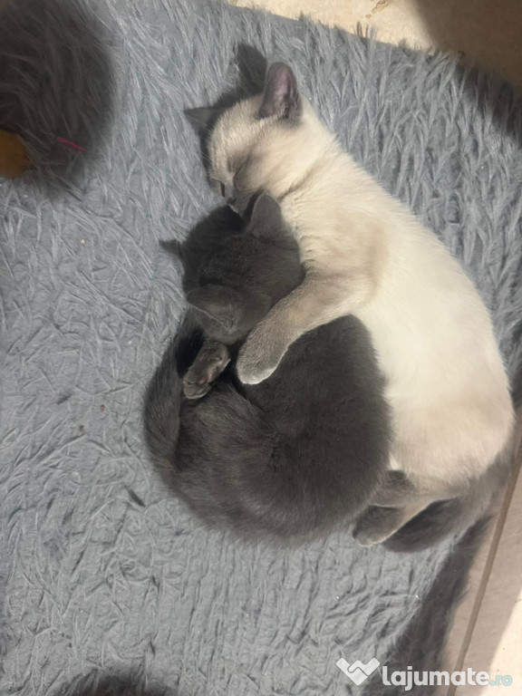 Pisici british shorthair