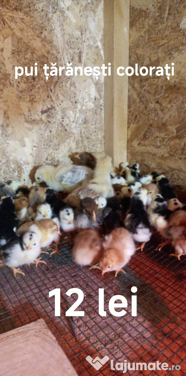 Pui de găină românești colorați deosebiți