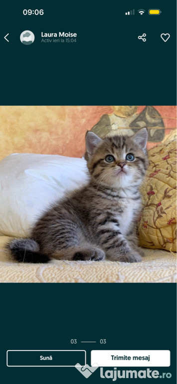 British shorthair pisoiasi