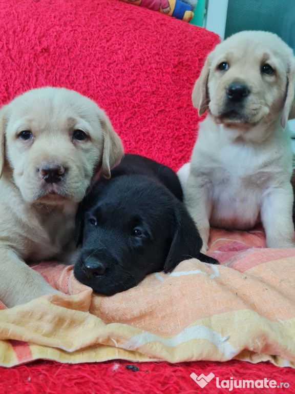 Labrador Retriever Puiuti Aurii și Negru,Masculi