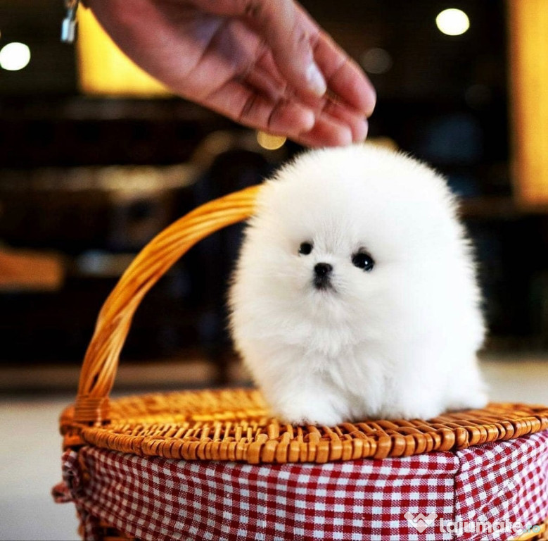 Pomeranian mini toy
