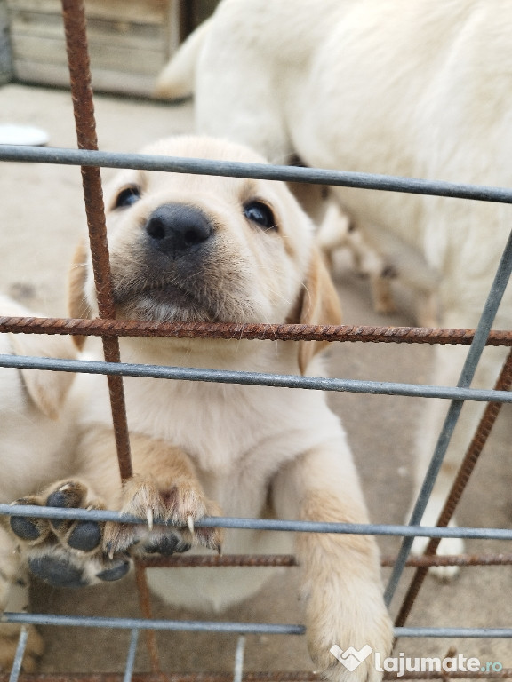 Labradori retrieveri