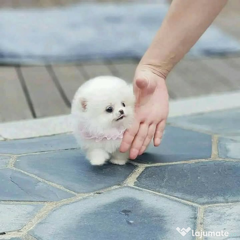 Pomeranian ursuleț teacup