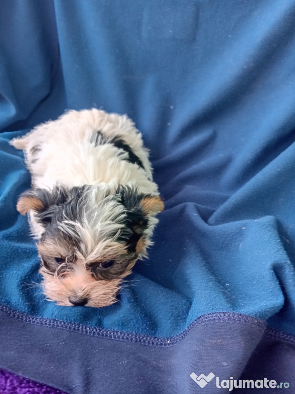 Yorkshire terrier biewer terrier mini toy
