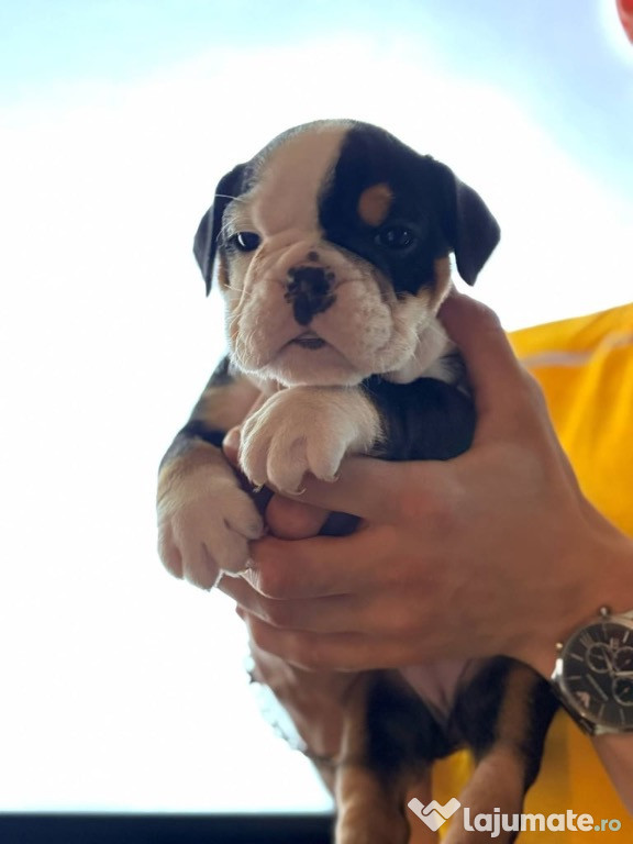 Linii de sânge campioni! O linie superbă de buldogi englezi!