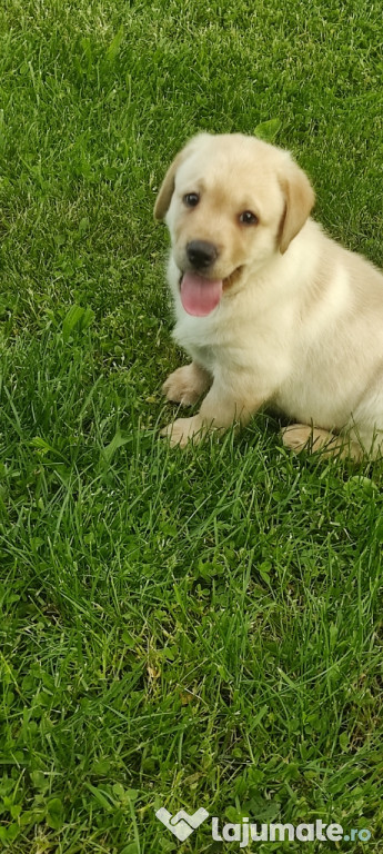 Labradori golden retriever pui