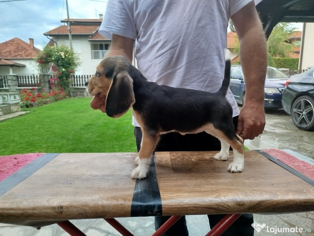 Pui de Beagle de vânzare