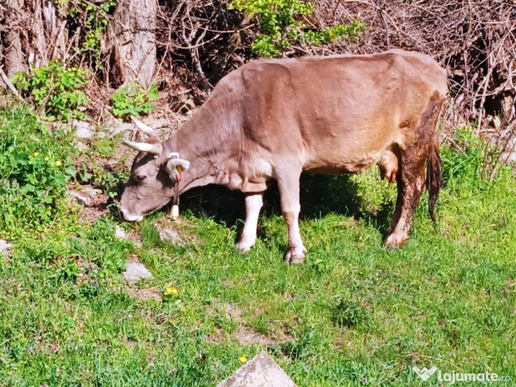 Dau vaca rasa bruna