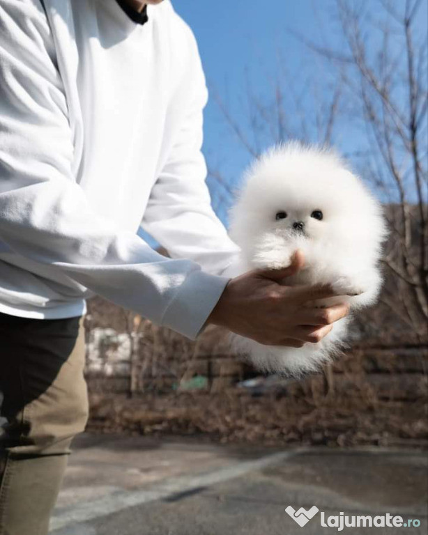 Pomeranian mini adevărat boo