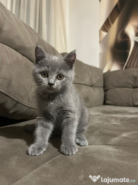 Motănel brithis shorthair