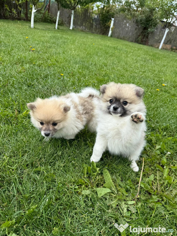 Căței Pomeranian Spitz