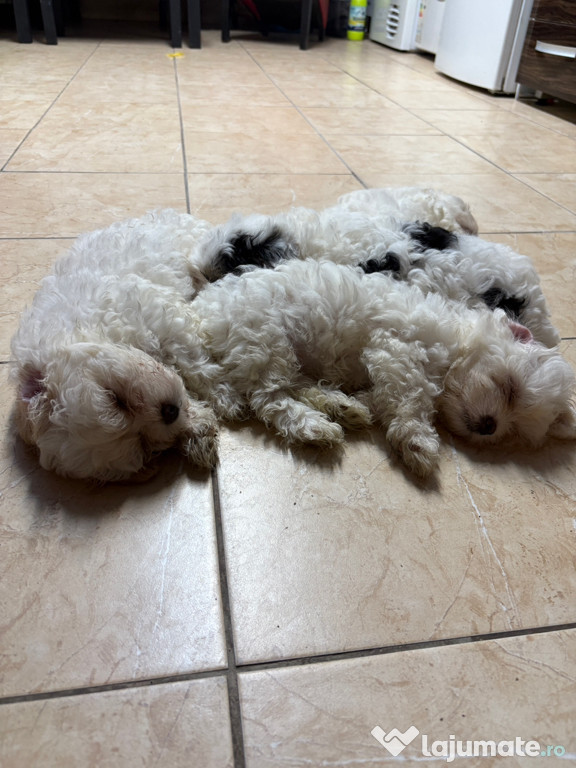 Pui de shih tzu de vânzare