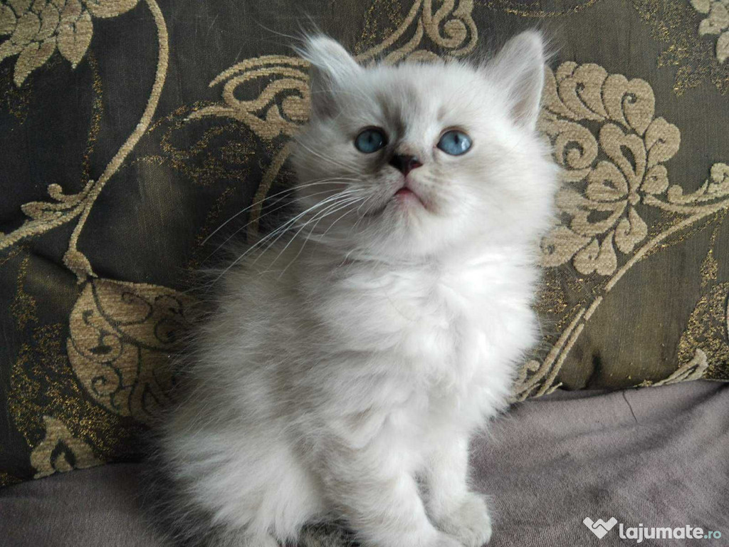 Ragdoll băieței și fetițe