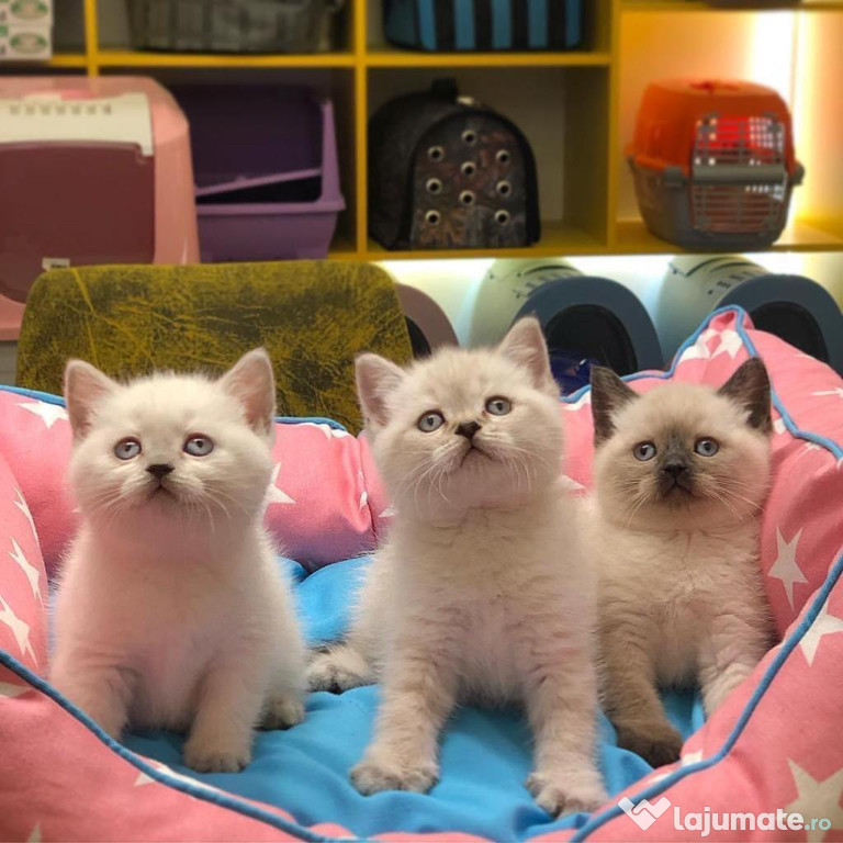 British shorthair pisoiasi
