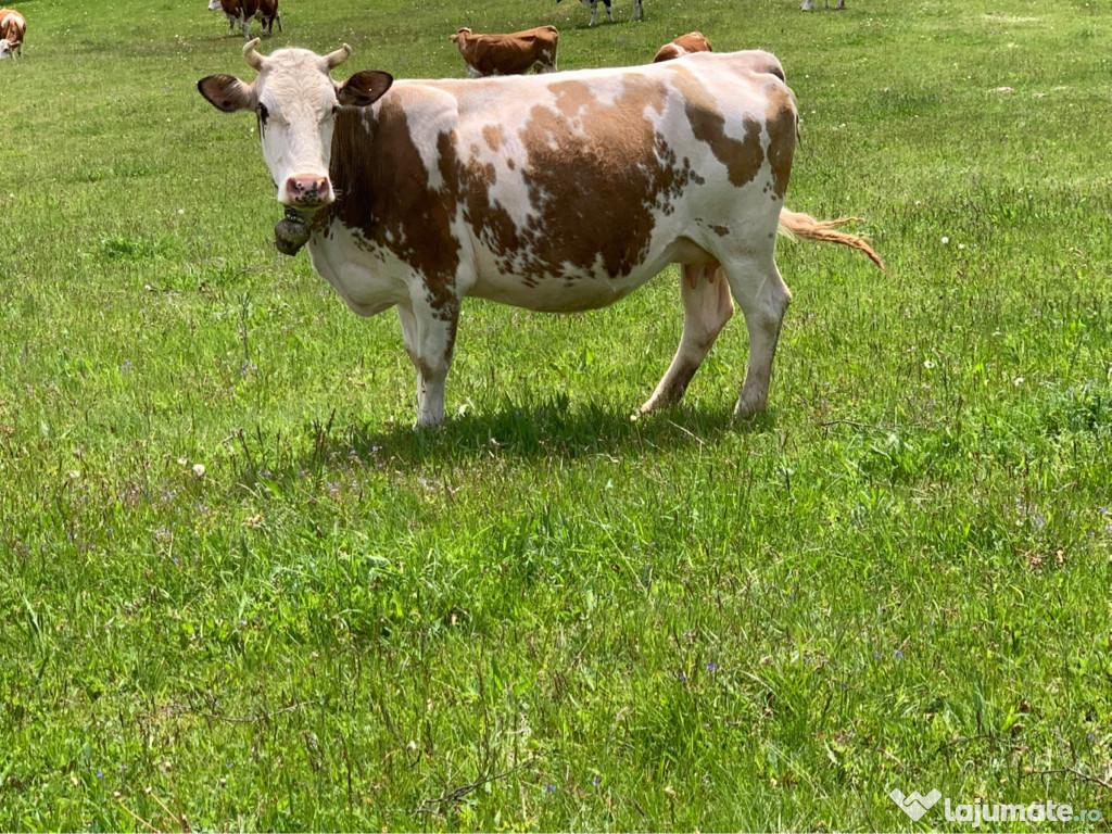 Vaca balțată frumoasă