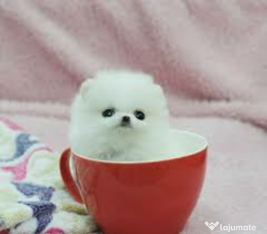 Pomeranian mini toy