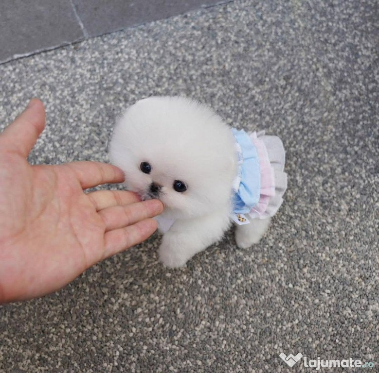 Pomeranian ursulet talie teeacup