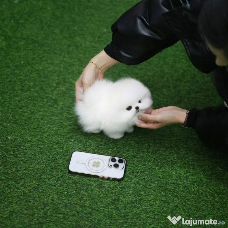 Pomeranian ursulet boo mini