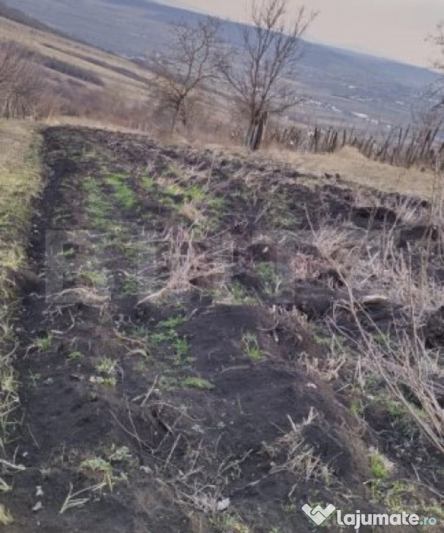 Teren zonă frumoasă