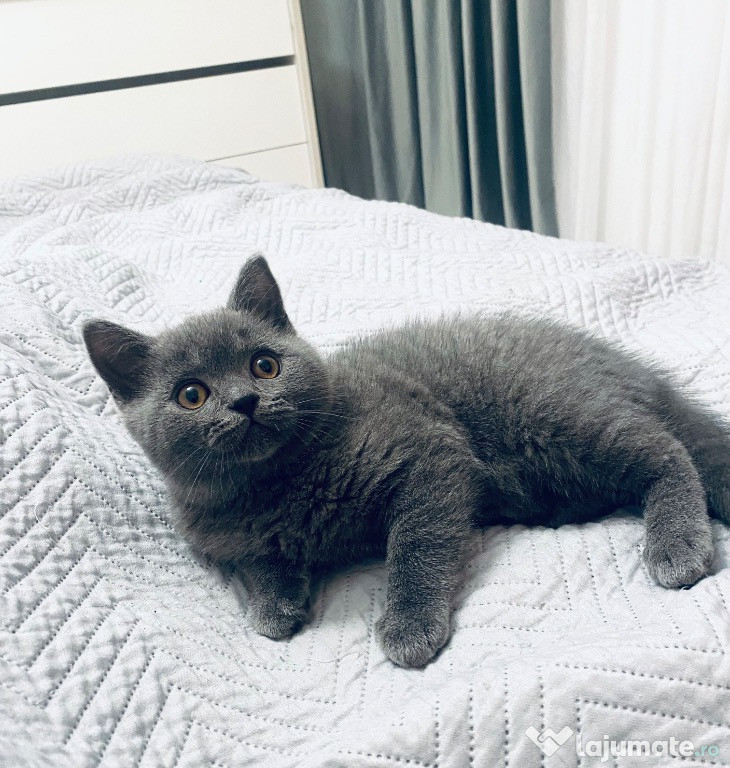 Pisoi British Shorthair