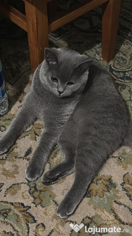 Pui pisica british shorthair