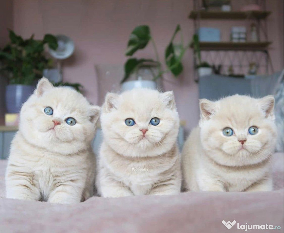 British Shorthair
