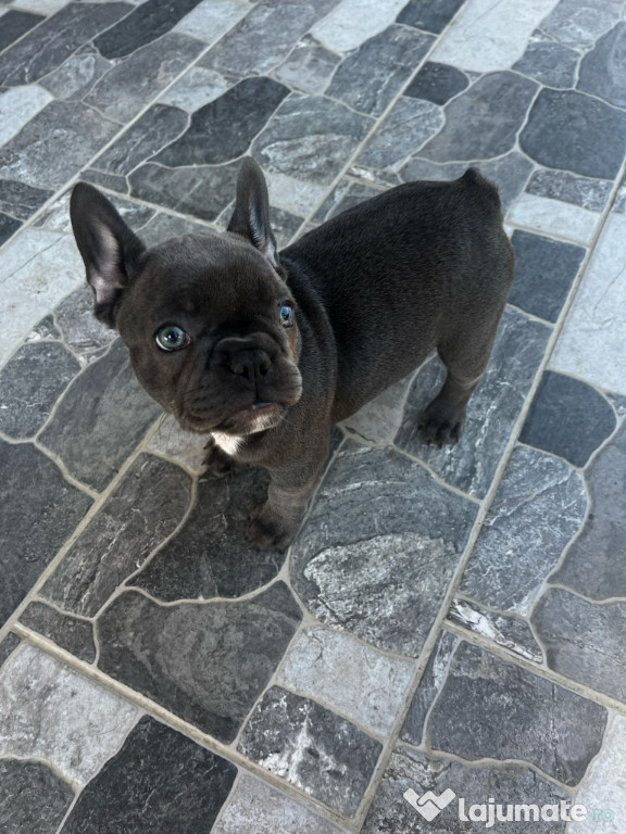 Bulldog francez blue