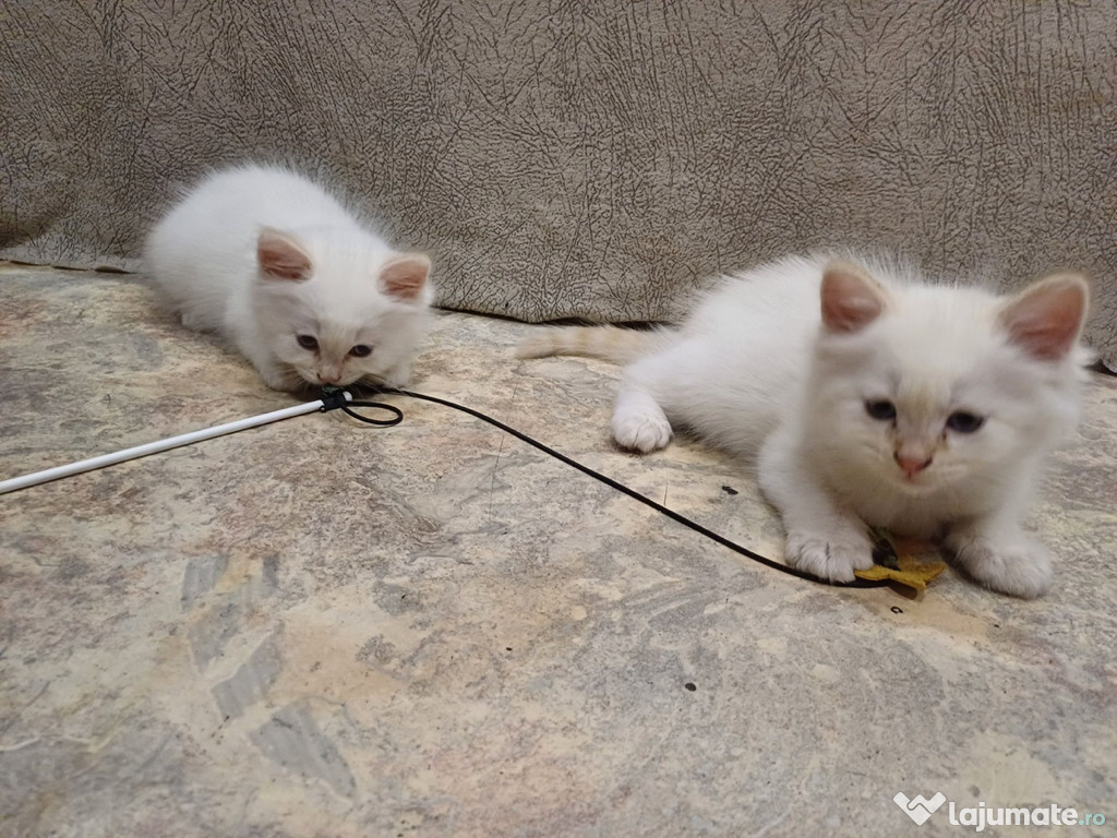 Ragdoll puiuți superbi