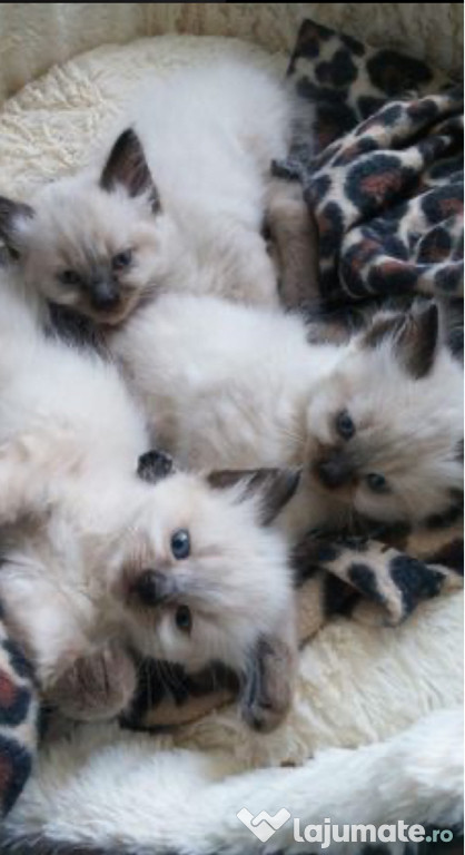 Puiuți Ragdoll .