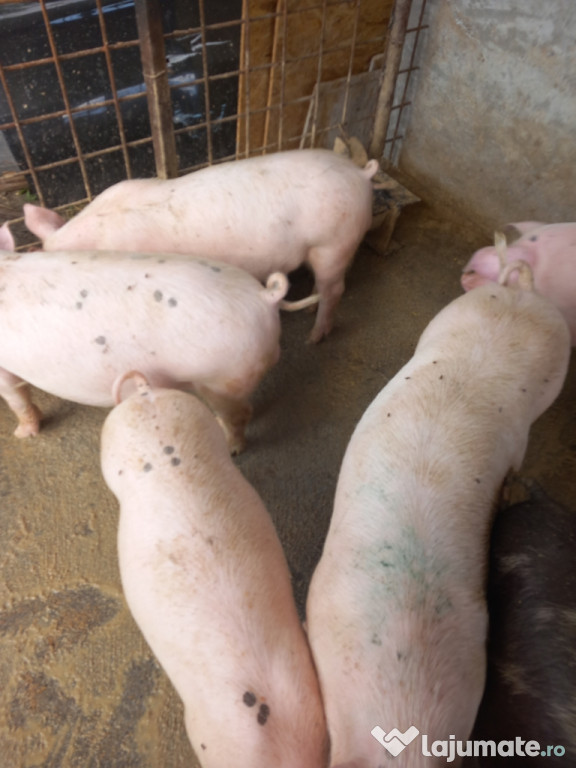 Grasuni landrace,4 luni!