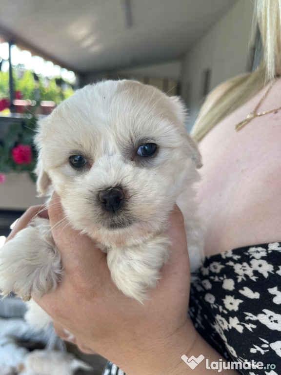 Bichon maltez talie mica