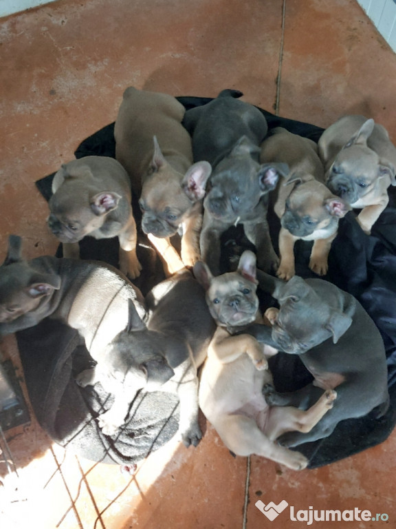 Catei bulldog francez
