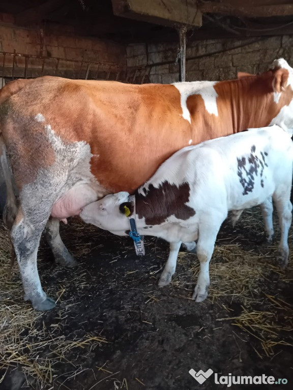 Vaca cu vitel de vanzare