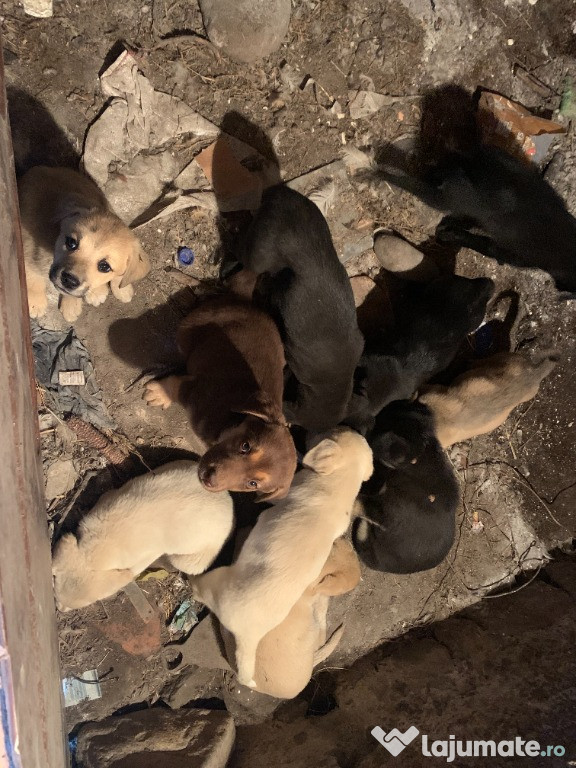 Pui Labrador de vânzare