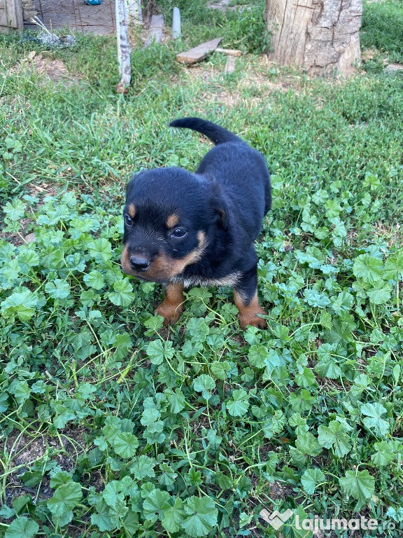 Căței rottweiler