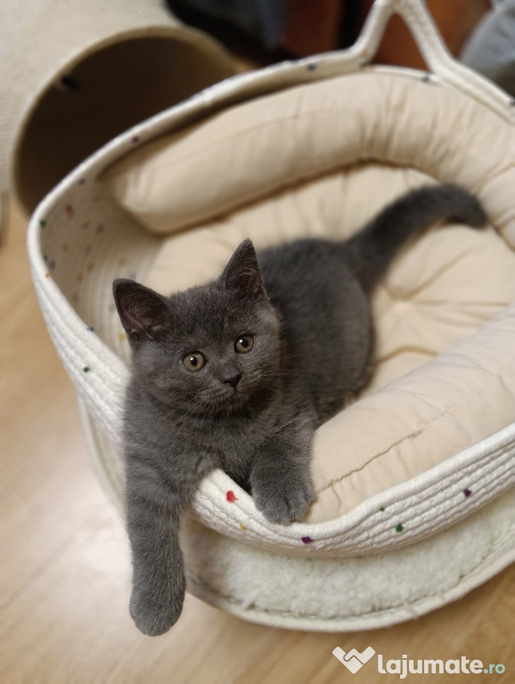 Pui pisica British Shorthair