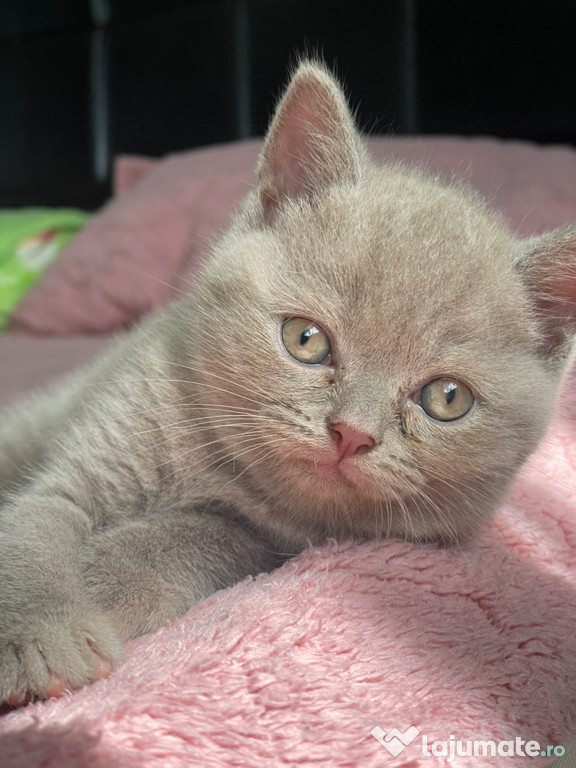 Pisici British Shorthair